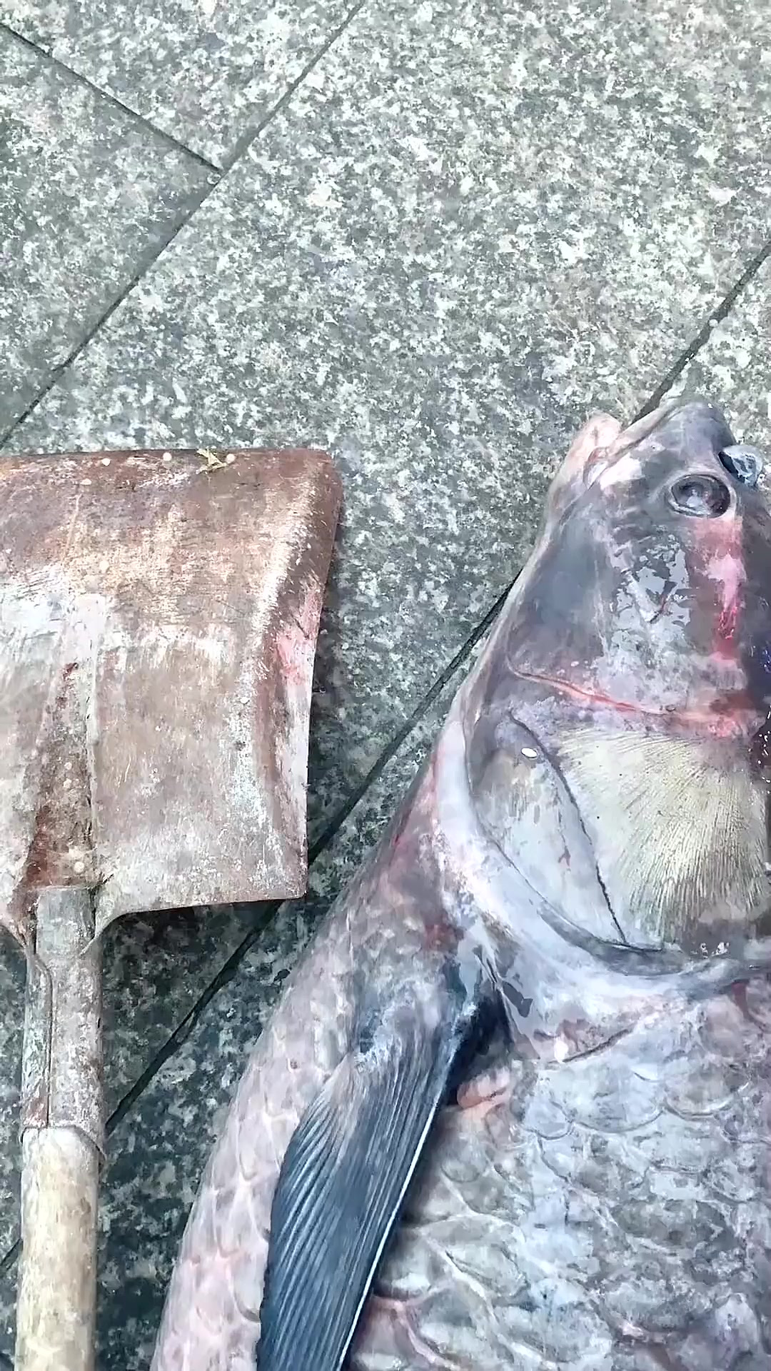 水库干涸抓到的一百多斤大青鱼比农铲还长,鳞片跟手掌一样大