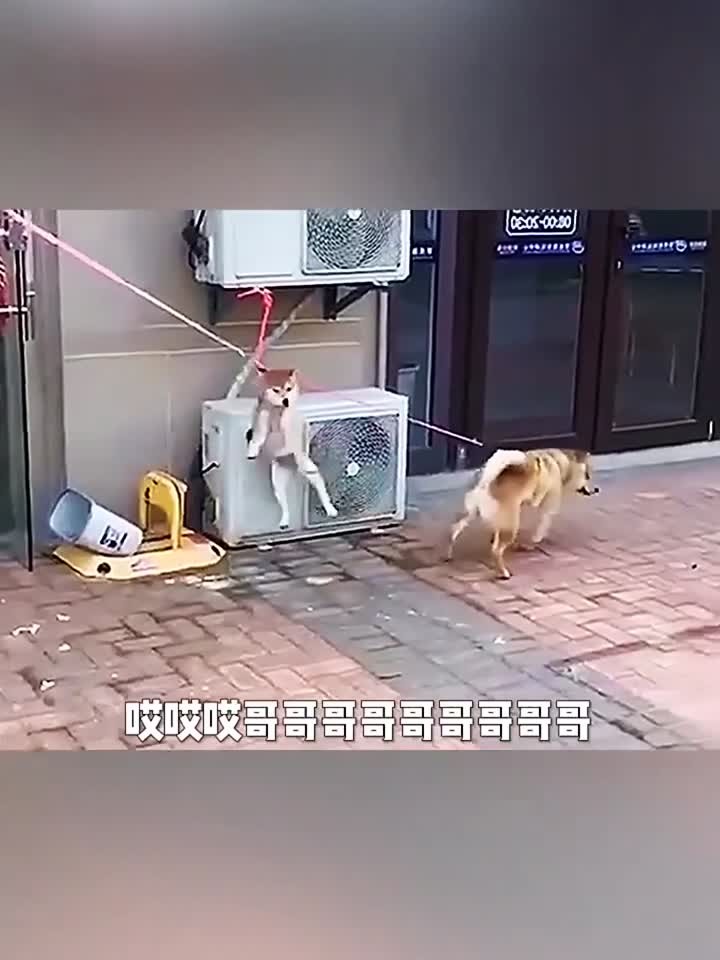 狗子乐坏了有肉吃,一个比一个搞笑