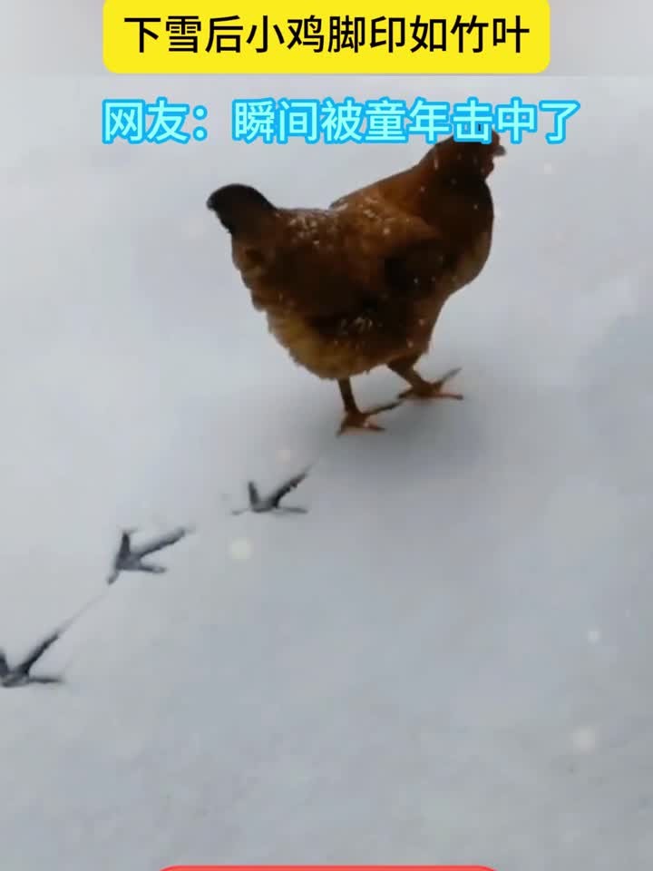 小学语文课本里都是真的,下雪后的小鸡确实能画竹叶