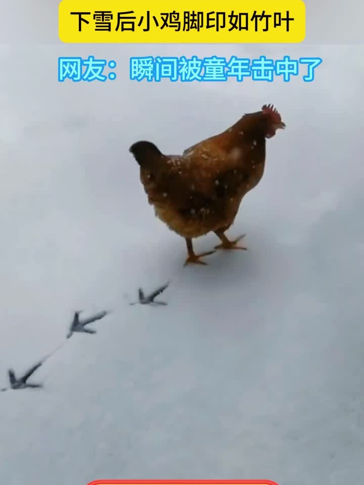 小学语文课本里都是真的,下雪后的小鸡确实能画竹叶