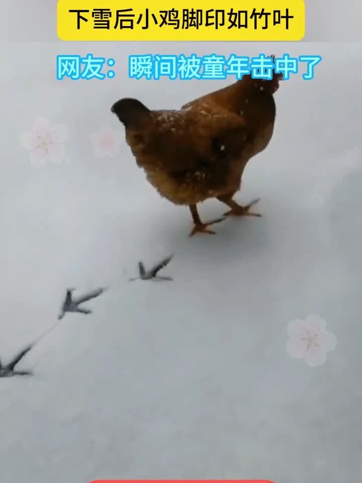 小学语文课本里都是真的,下雪后的小鸡确实能画竹叶