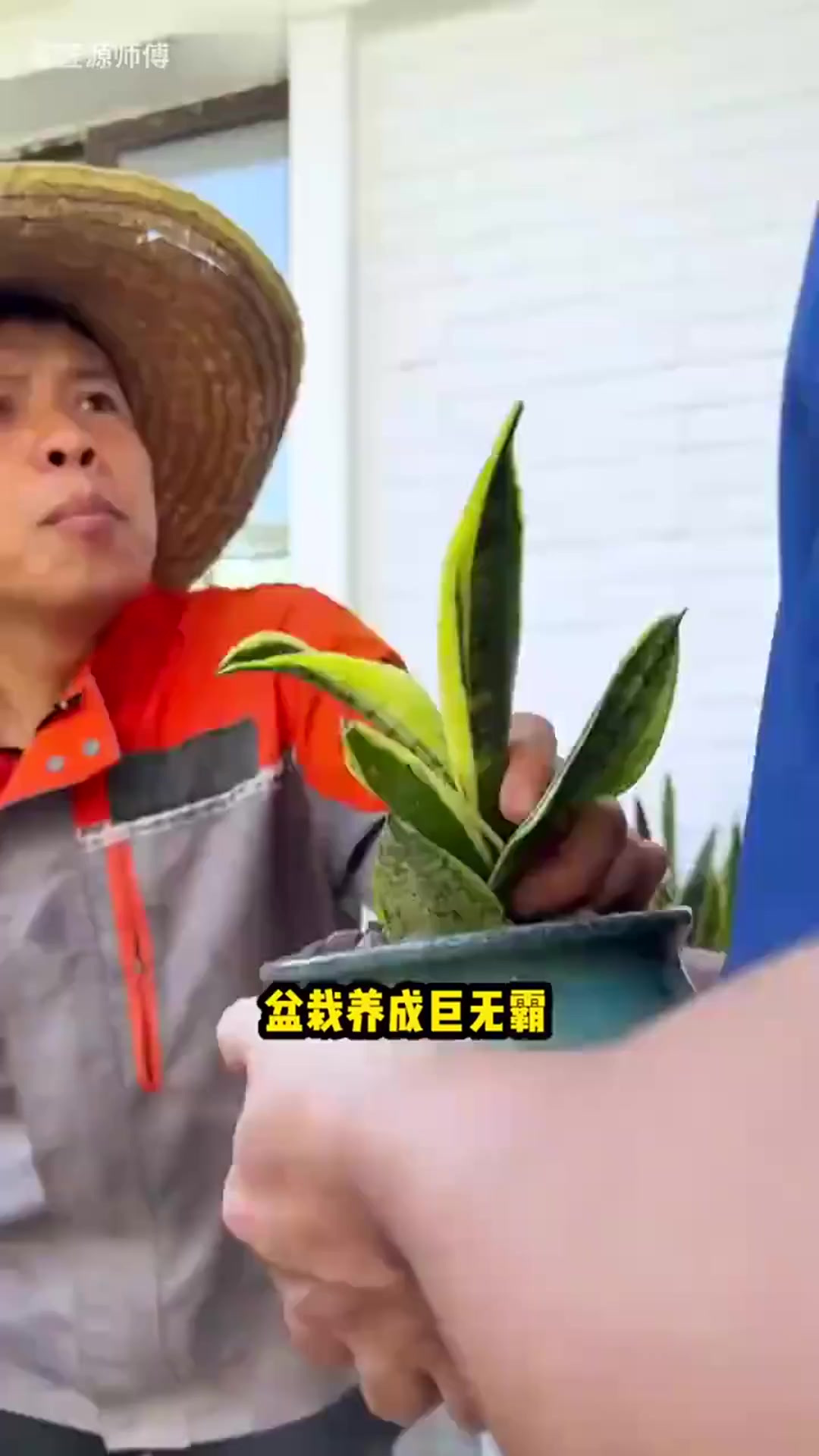 巨型盆栽怎么摆才好看?解锁高颜值摆放法