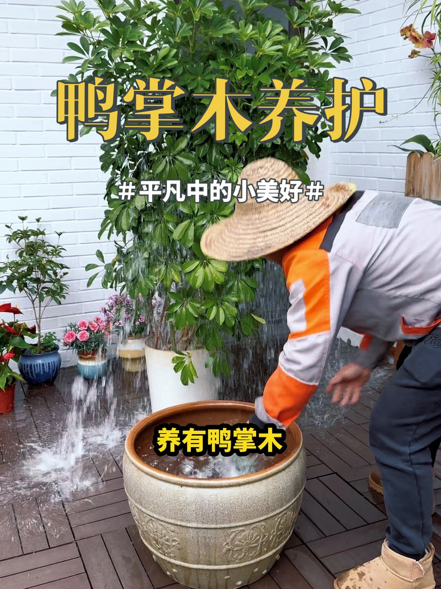 养护鸭掌木的方法,记住这四句话
