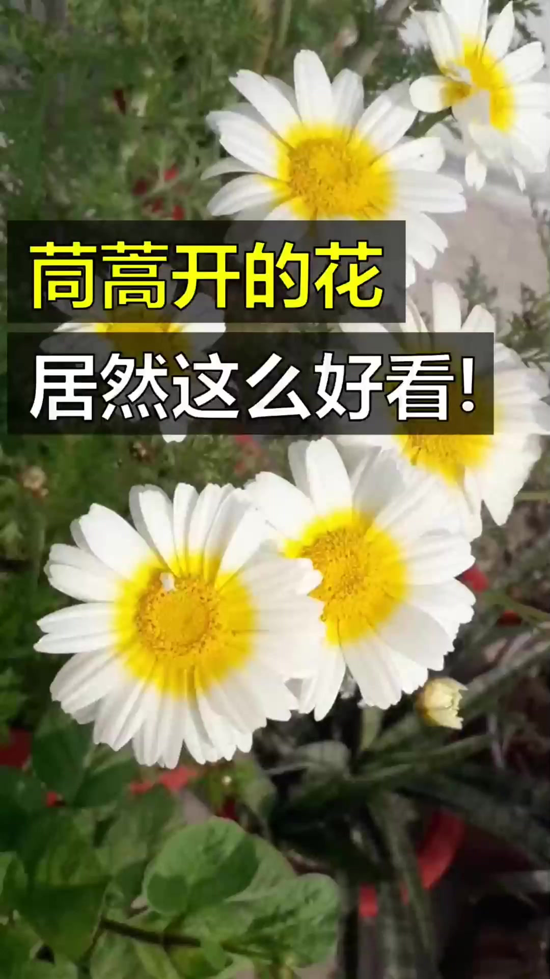 我们每天都在吃蔬菜,但你见过它们开花的样子吗?!