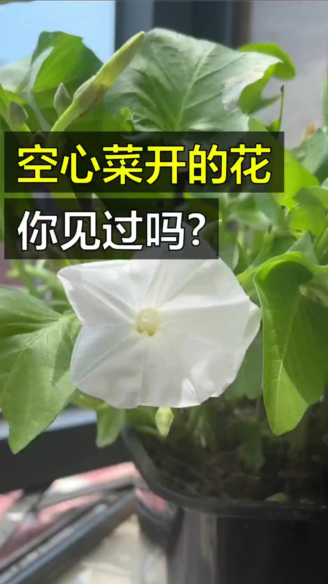 当我们吃的蔬菜开了花,你能认出它们吗?!