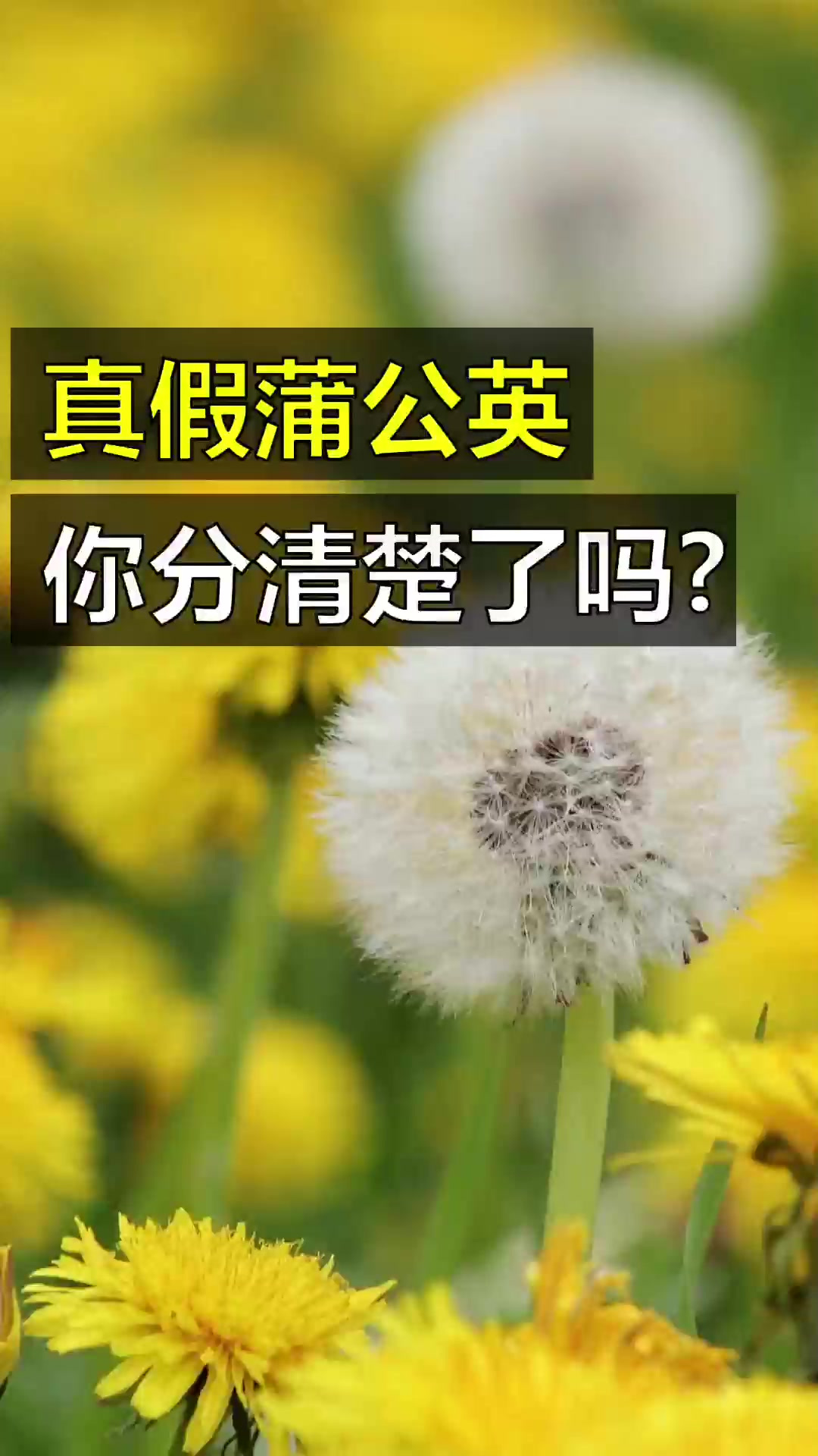 那些“冒牌货”蒲公英,傻傻分不清楚!