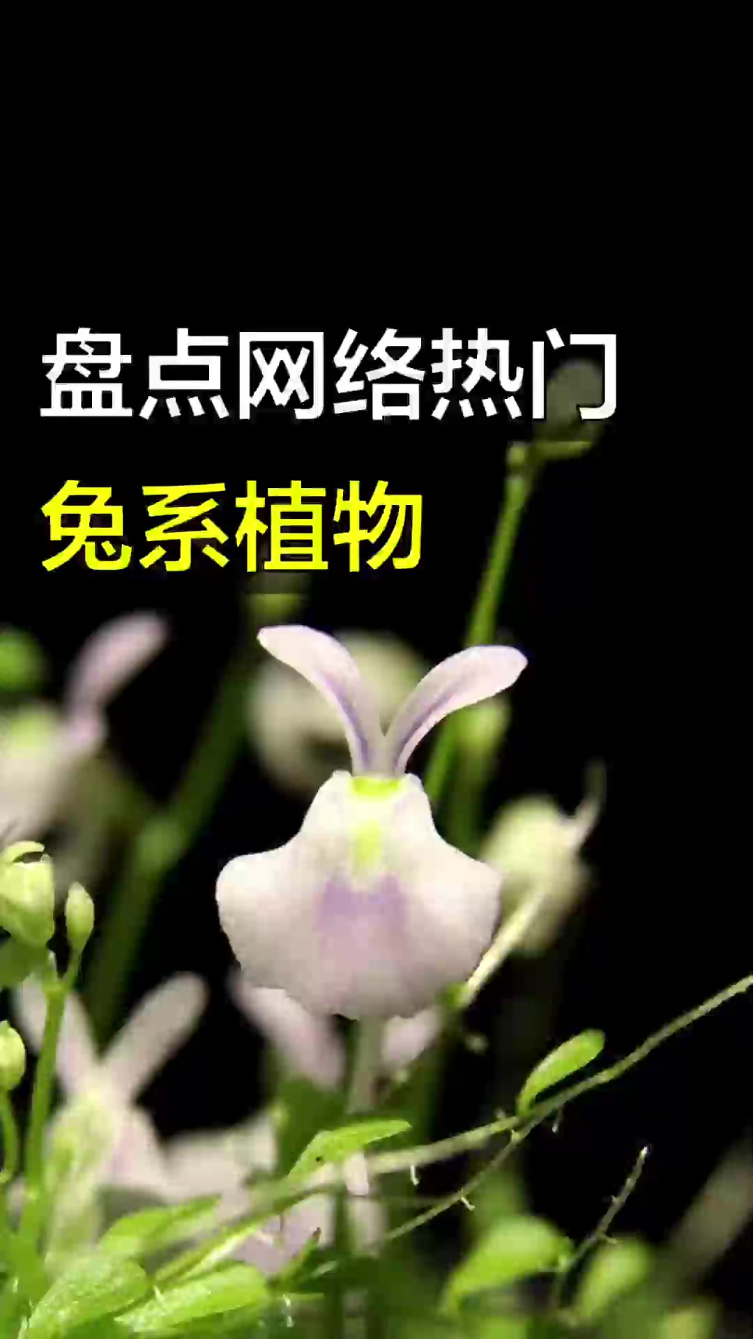 长得像小兔子的热门植物,你见过几种?!