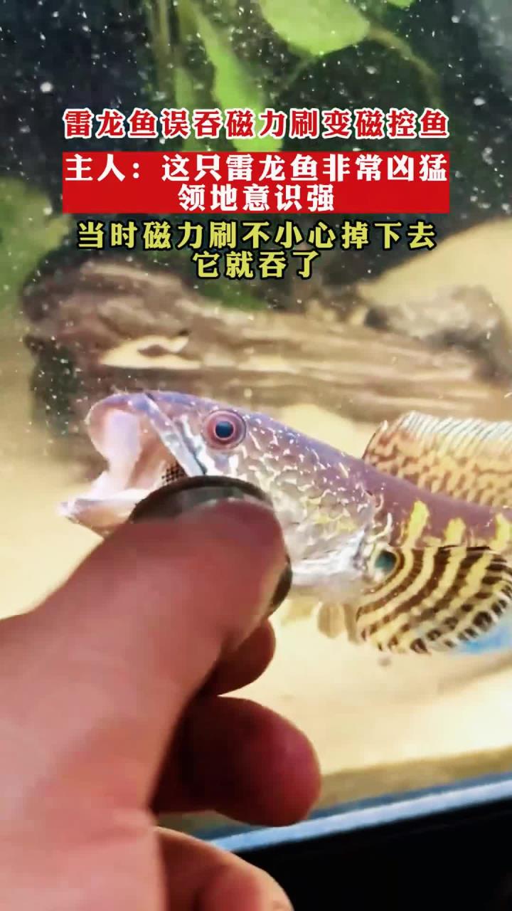 雷龙鱼误吞磁力刷变磁控鱼,主人:这只雷龙鱼非常凶猛领地意识强