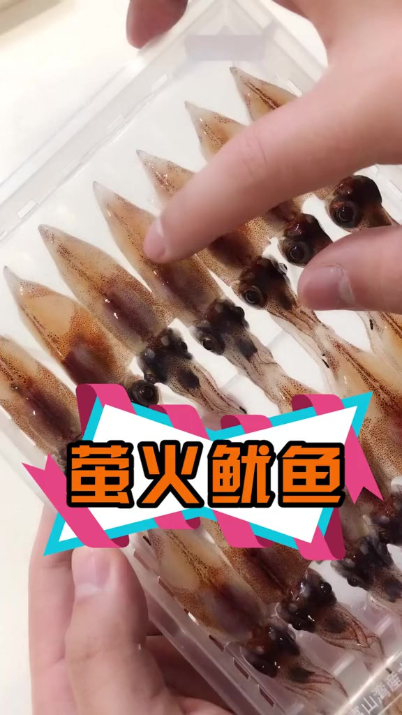 会发光的鱿鱼?颜值高的更像是宠物!