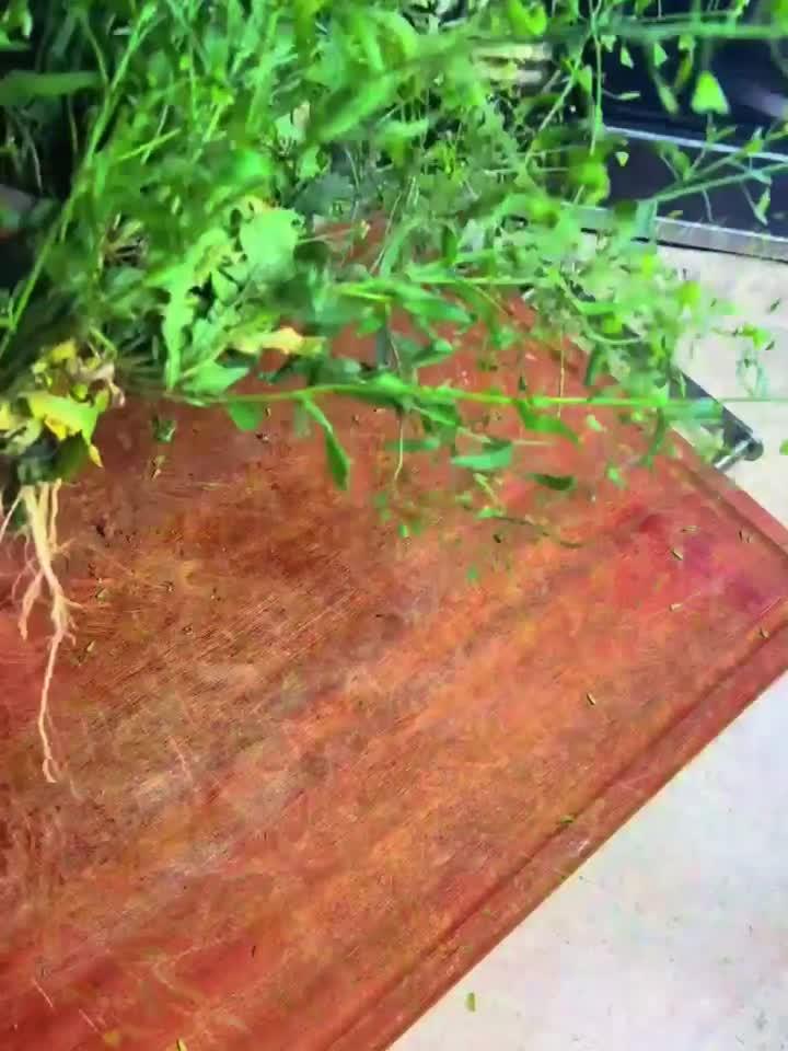 荠菜煮鸡蛋抓住春养阳黄金期,错过再等一年