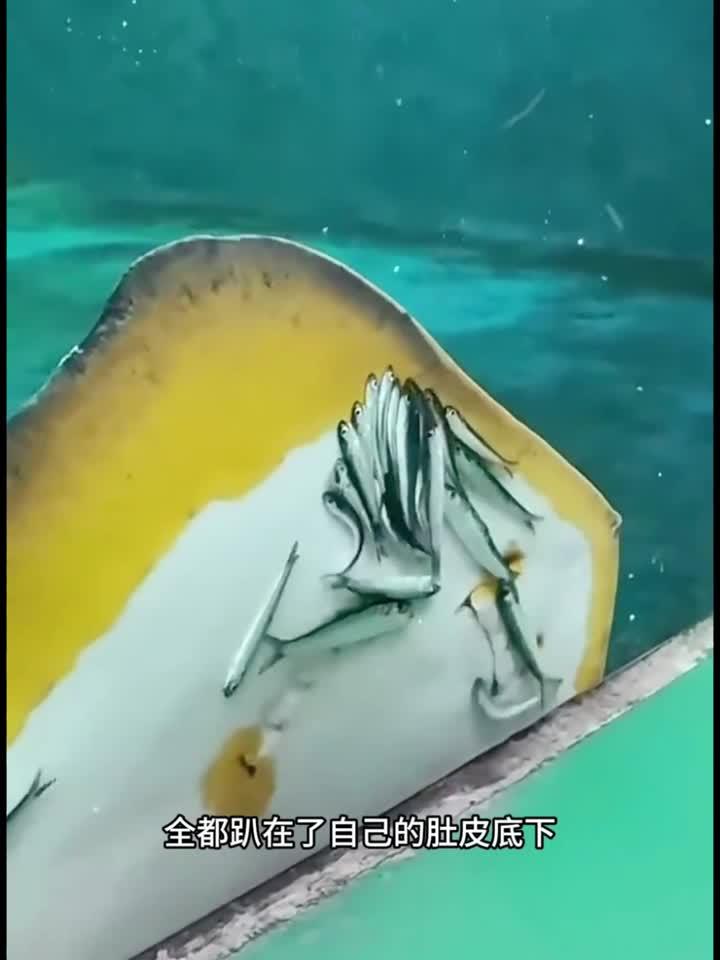 靠脸吃饭的鱼,看它吃的真香