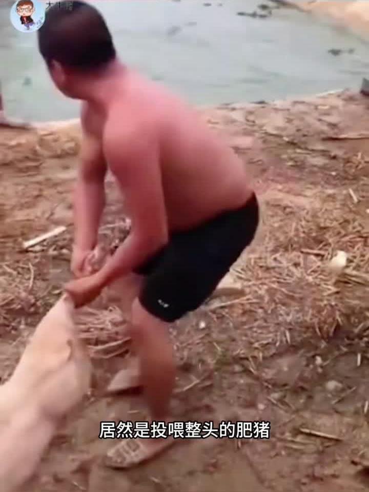 肥猪投喂鳄鱼，太奢侈了