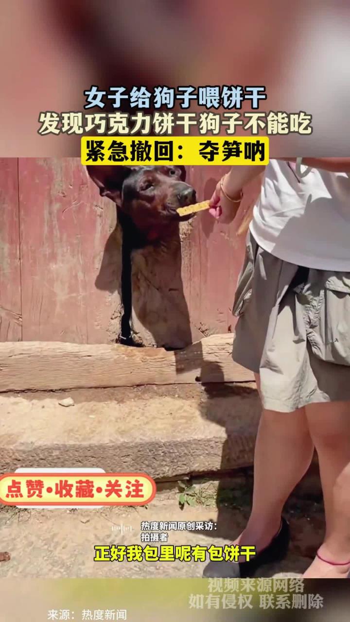 女子给狗子喂饼干,发现巧克力饼干狗子不能吃,紧急撤回:夺笋呐