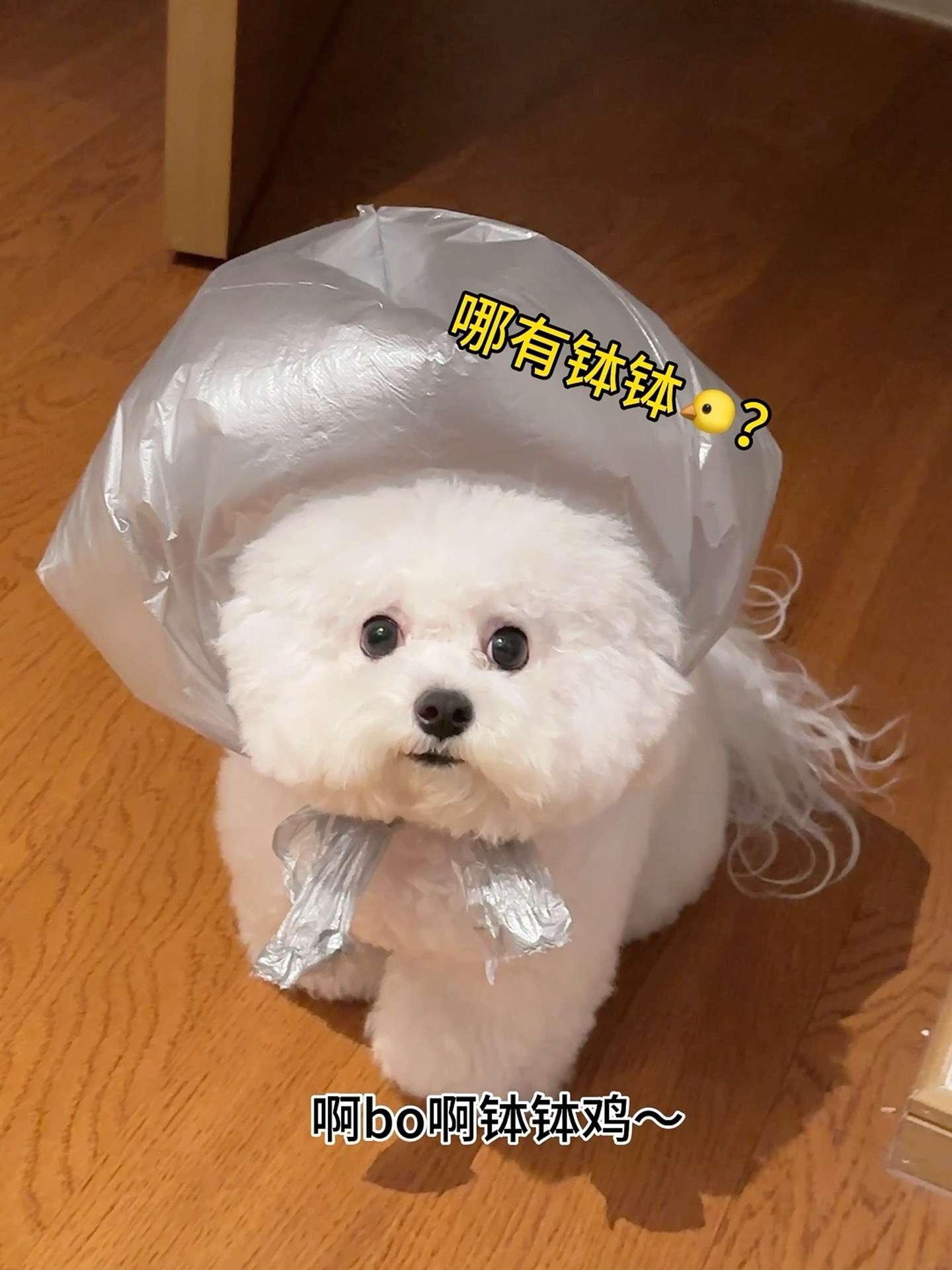 钵钵鸡～啊钵啊钵钵鸡