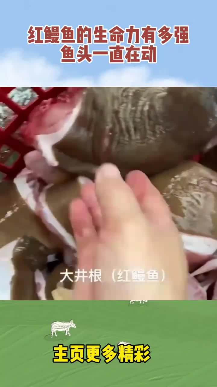 红鳗鱼的生命力有多强,鱼头一直在动!