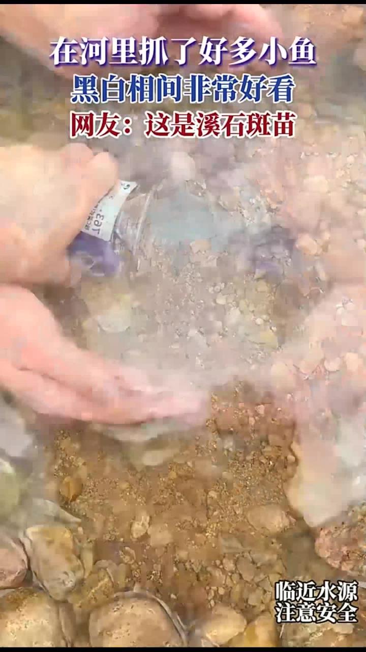 在河里抓了好多小鱼,黑白相间非常好看,网友:这是溪石斑苗