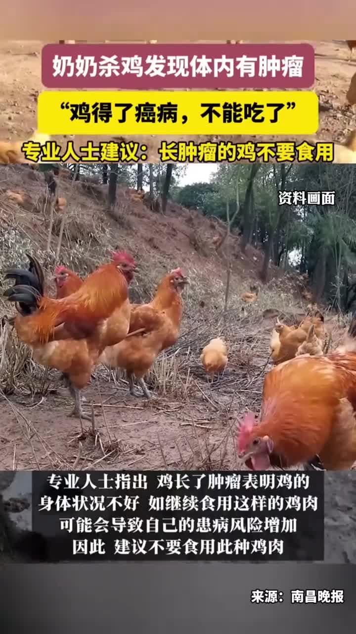 奶奶杀鸡发现体内有肿瘤,专业人士建议:长肿瘤的鸡不要食用