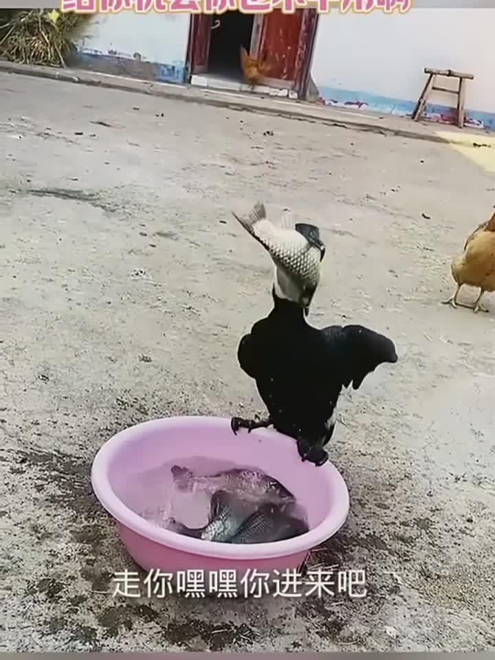 鸬鹚吃鱼是真的猛