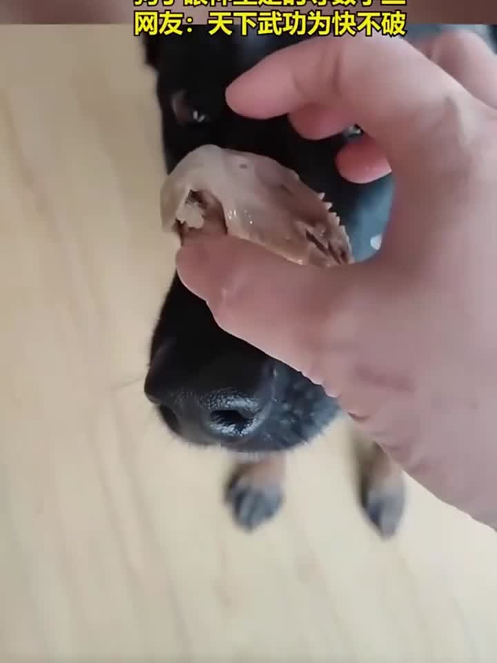 喂狗子吃鸡头,狗子眼神坚定的等数字三