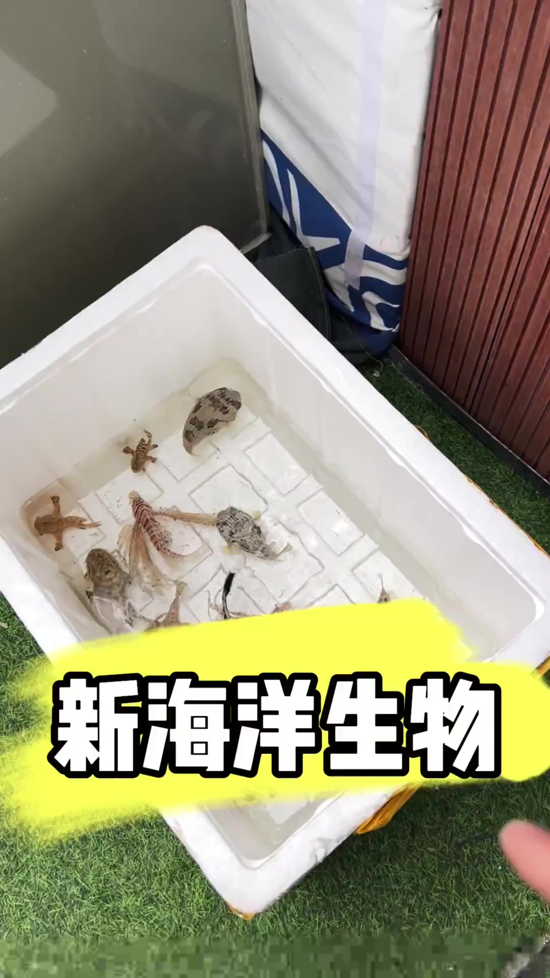新海洋生物
