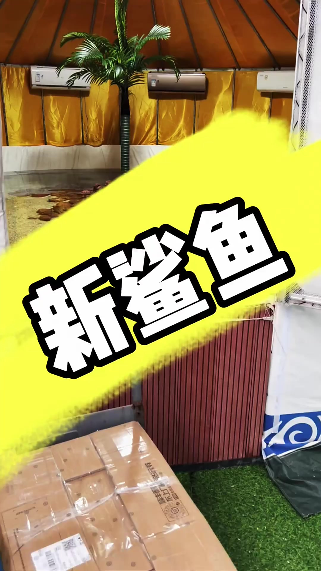 深海1000米的鲨鱼回来了