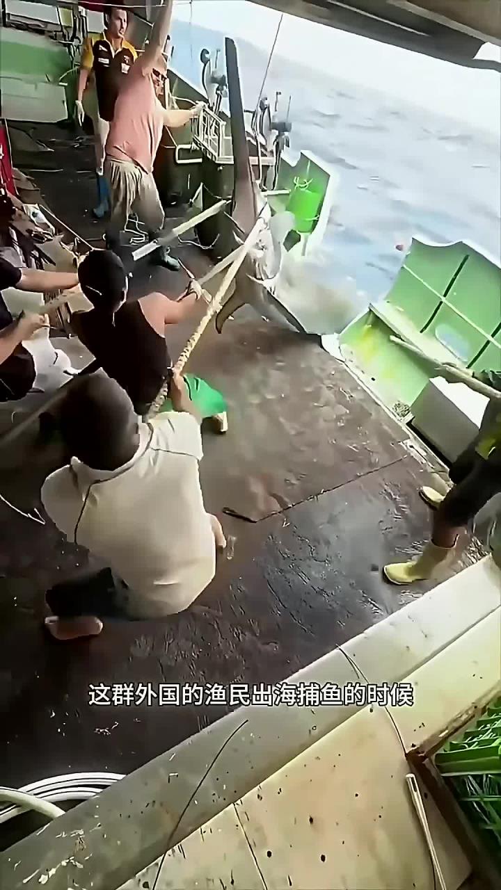 超大的剑旗鱼