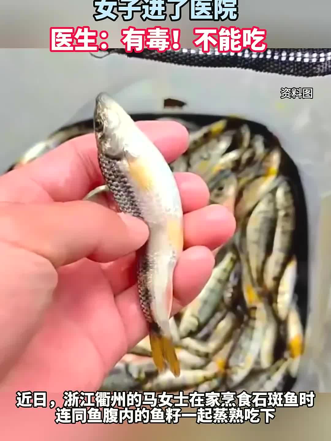 食用石斑鱼鱼籽4小时后,女子进了医院,医生:有毒!不能吃