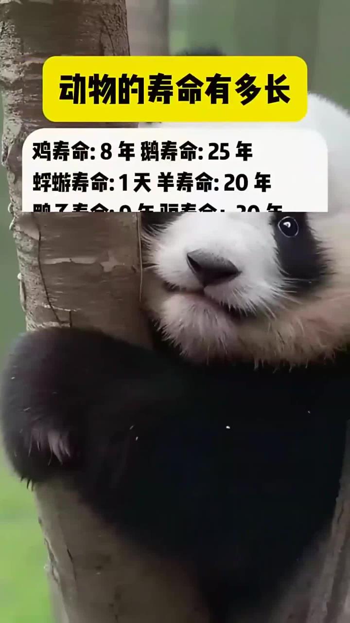 动物寿命有多长 你知道吗