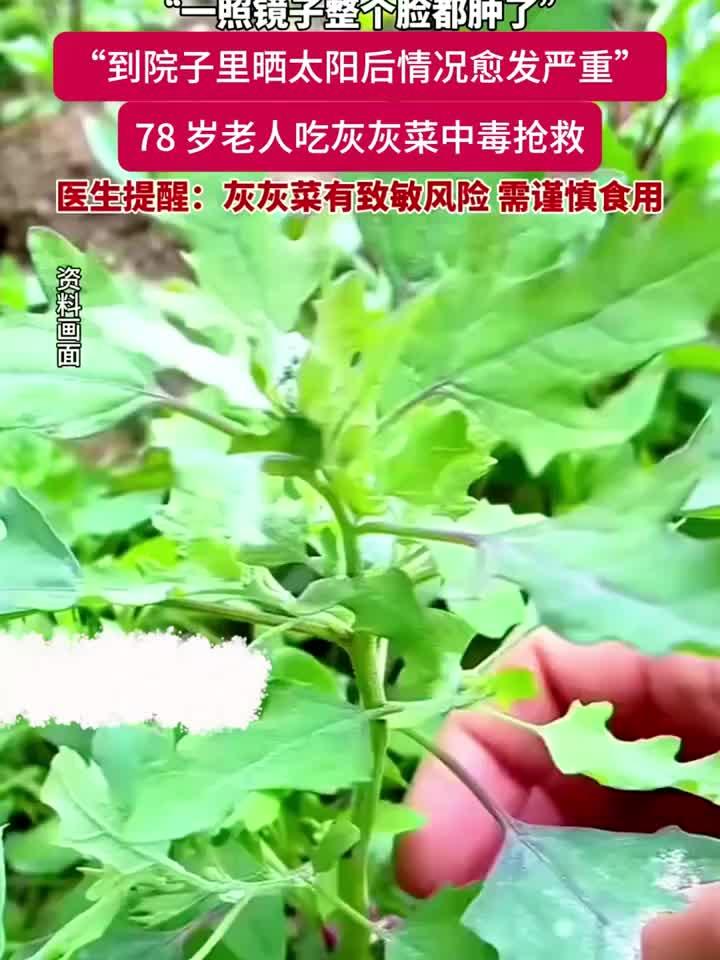 78岁老人吃灰灰菜中毒进医院抢救，医生建议谨慎食用灰灰菜