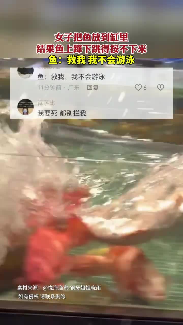 女子把鱼放鱼缸里,结果鱼上蹿下跳的按不下来,鱼:救我,我不会游泳!
