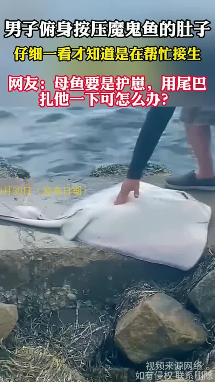 男子按压魔鬼鱼肚子,原来是在帮忙接生,网友:我怕这个母鱼用尾巴扎他一下