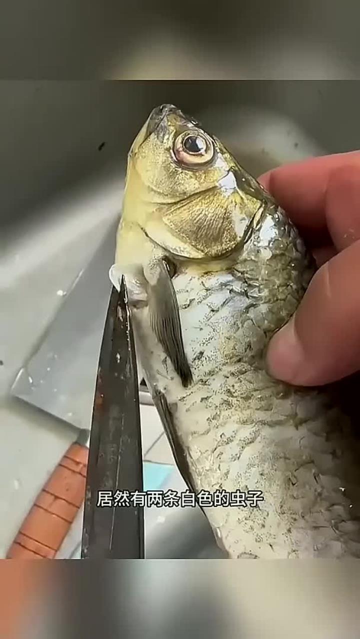 不一样的鲫鱼，里面有虫子
