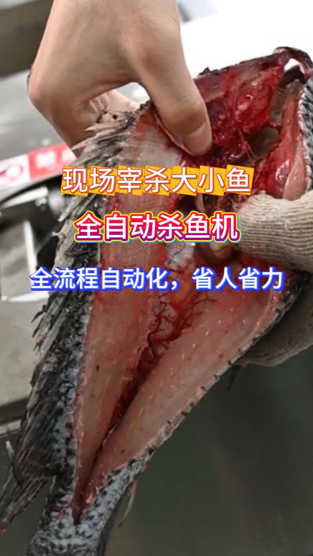 旭众全自动杀鱼机 中央厨房专用 省人省力提效 5 倍