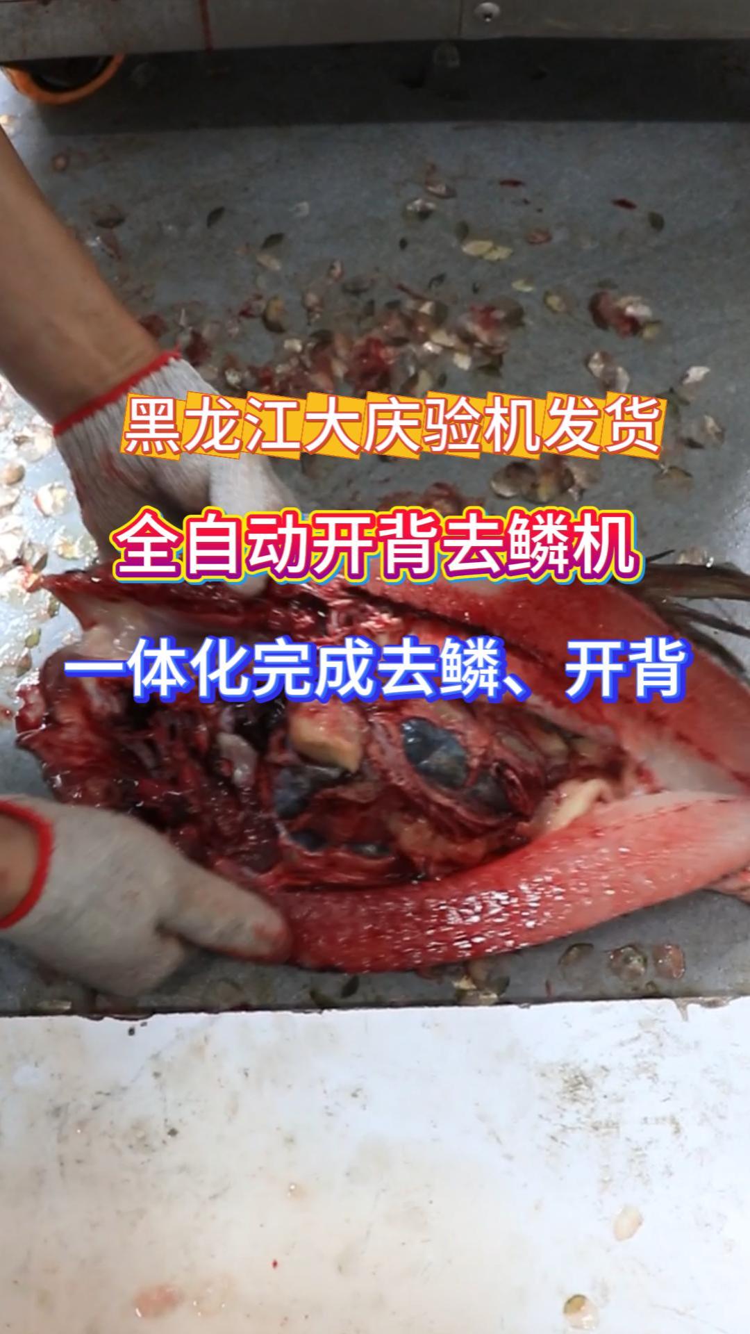 全自动去鳞开背杀鱼机 商用鱼类加工一体机
