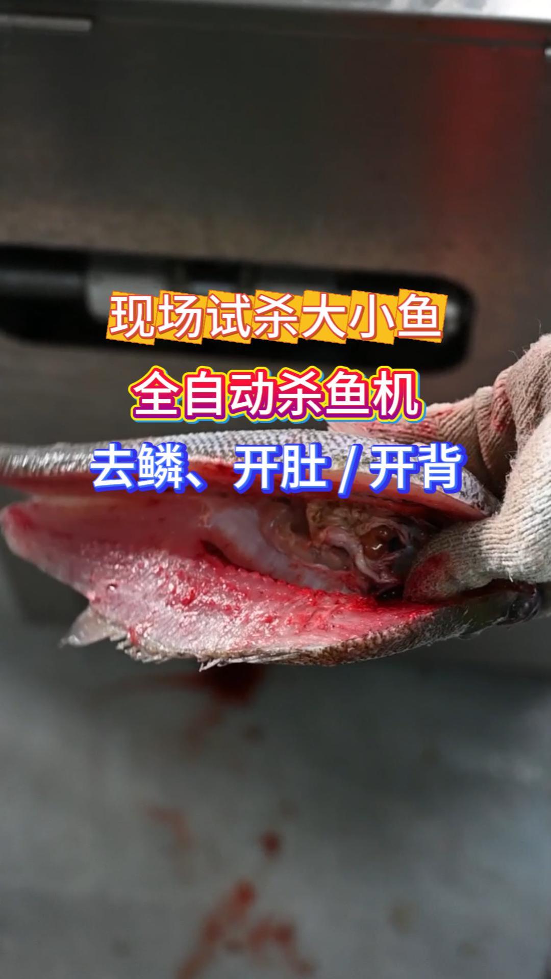 多功能自动杀鱼机 水产加工高效好帮手