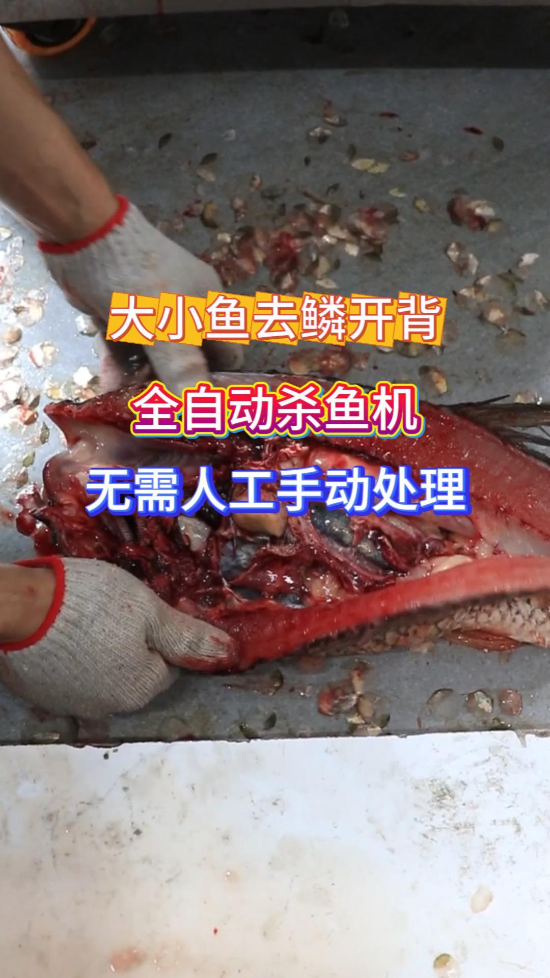 旭众去鳞开背杀鱼机 商用全自动 水产加工好帮手