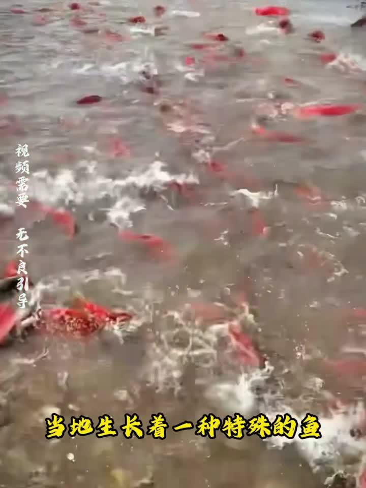 阿拉斯加当地生长着一种特殊的鱼,它的整个身子,除了头都是红色