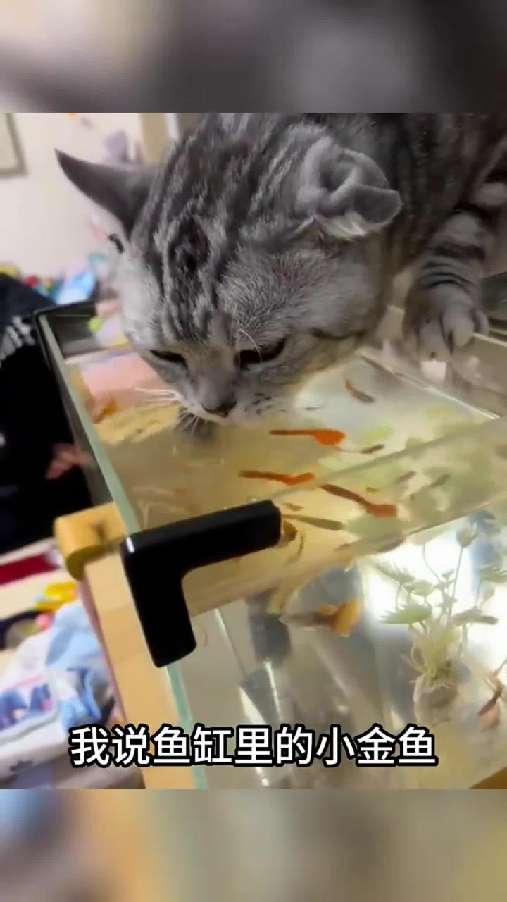 我说鱼缸里的小金鱼,怎么每天都会少几条,原因在这