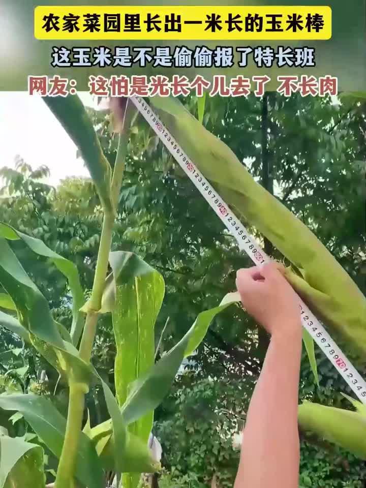 农家菜园里长出一米长的玉米棒，这玉米是不是偷偷报了特长班
