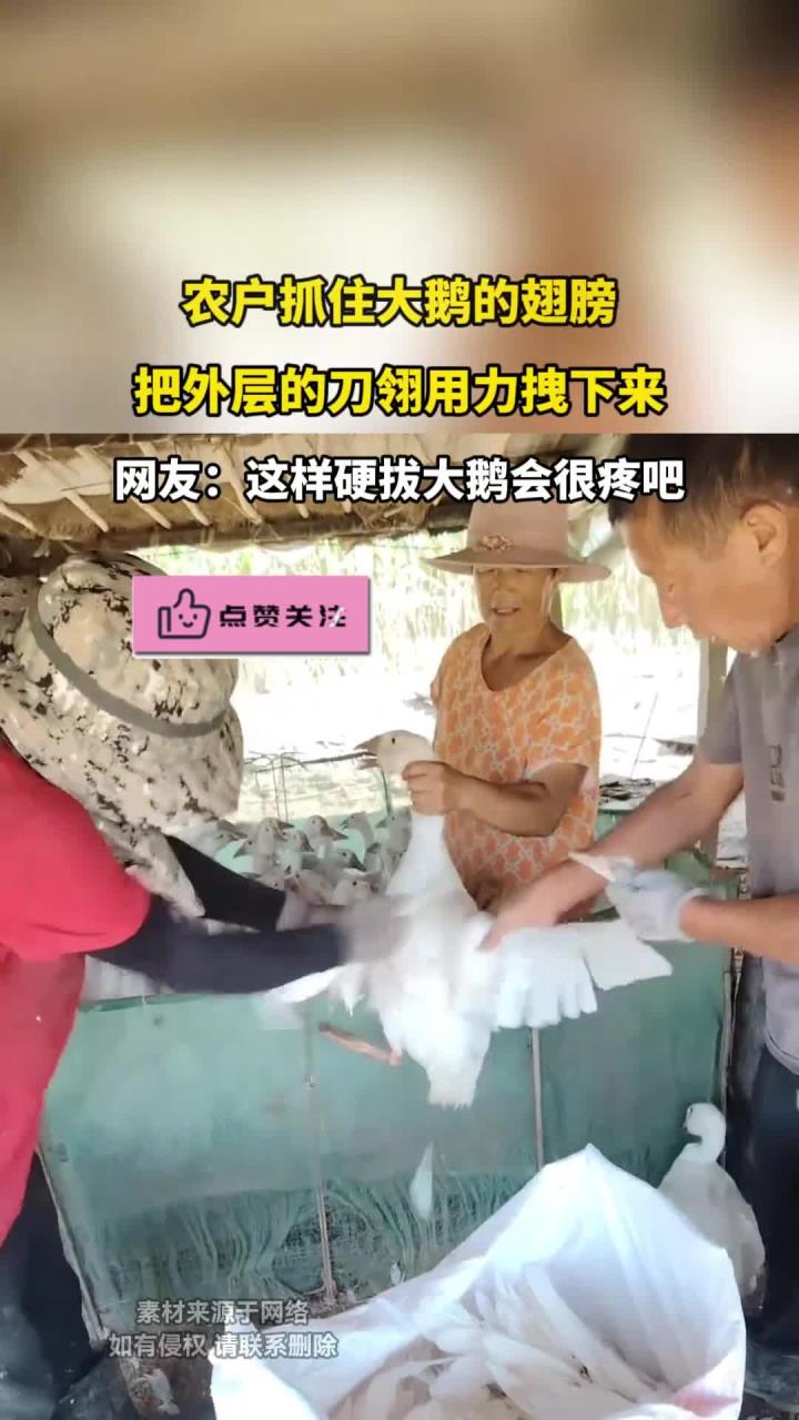 农户抓住大鹅的翅膀,把外层的刀翎用力拽下来