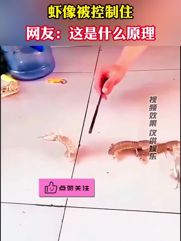 筷子放在皮皮虾上方,皮皮虾像被控制住一样,网友:这是什么原理