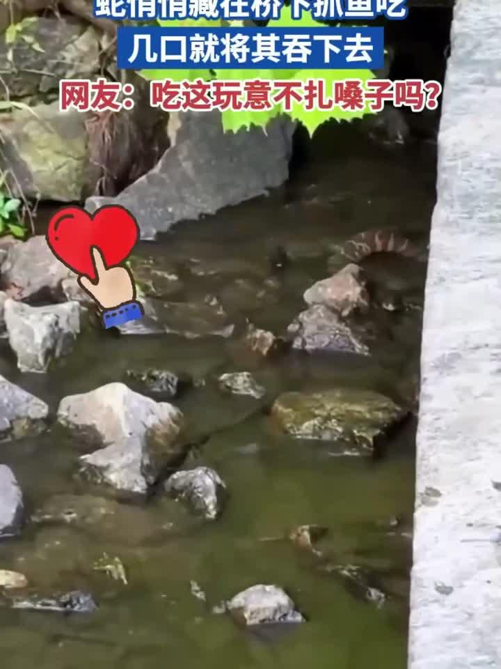 蛇悄悄藏在桥下抓鱼吃 几口就将其吞下去 网友:吃这玩意不扎嗓子