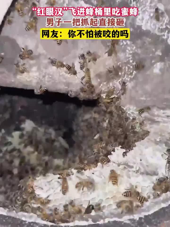 “红眼汉”飞进蜂桶里吃蜜蜂,男子一把抓起直接砸