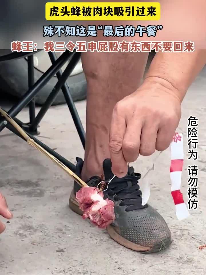 虎头蜂被肉块吸引过来,殊不知这是“最后的午餐”蜂王:我三令五