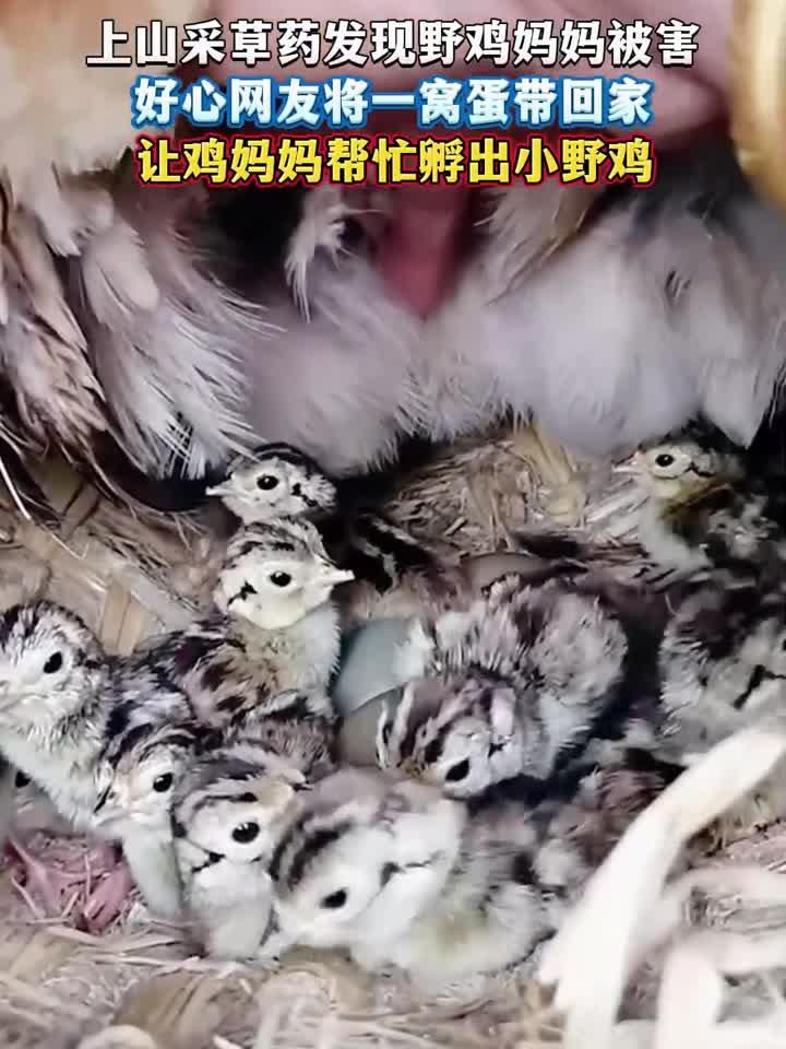 上山采草药发现野鸡妈妈被害好心