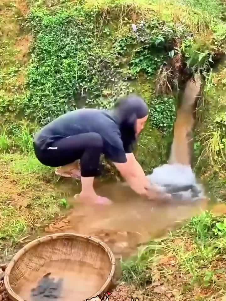 小溪沟抓石斑鱼,好手法