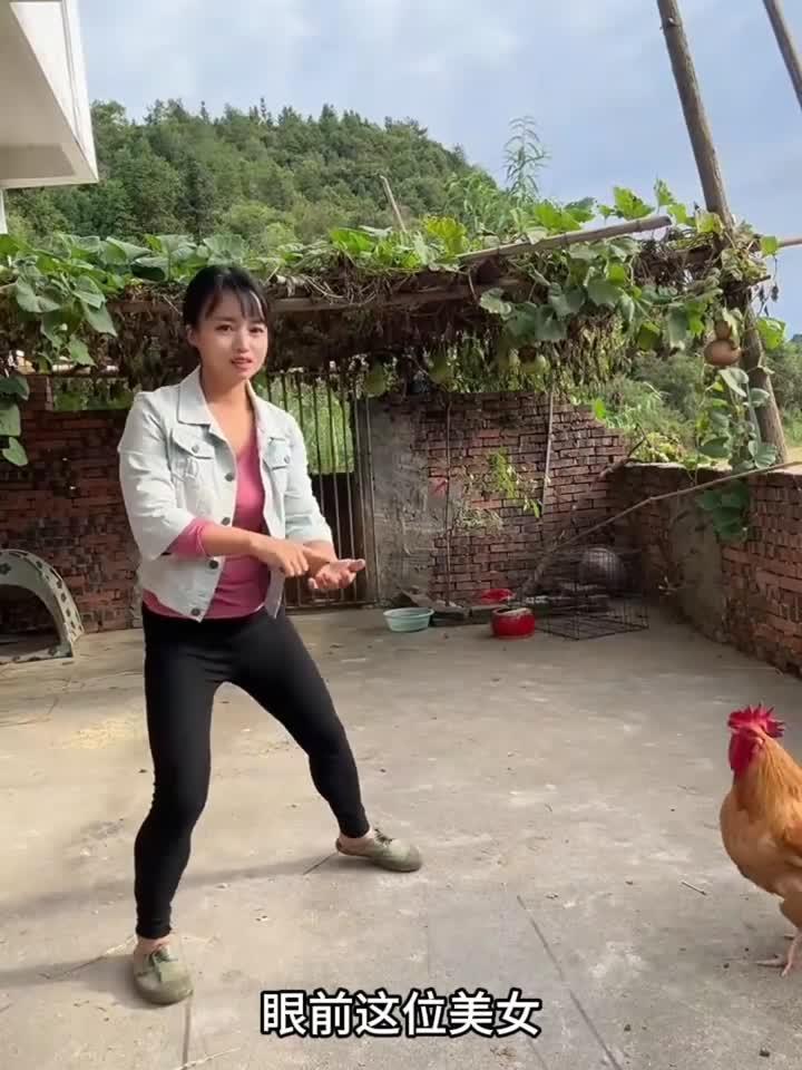 这只公鸡真是聪明又听话呀