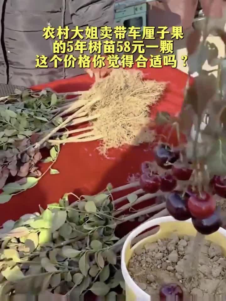农村大姐卖带车厘子果的5年树苗58元一颗 这个价格你觉得合适吗?