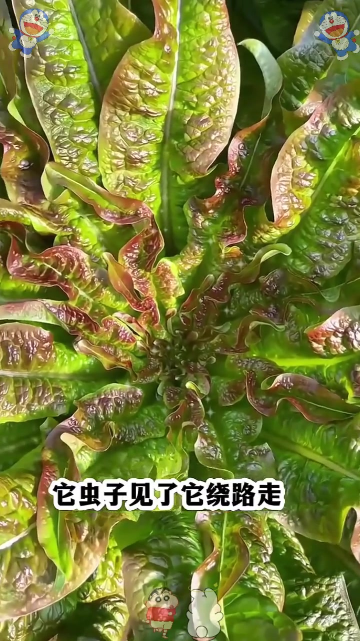  好种不生虫,越摘长得越旺,紫油麦菜营养价值高!