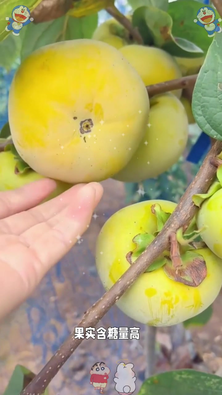  太秋甜柿是一种具有独特风味和特点的水果,口感绝佳